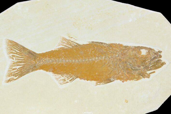 Fossil Fish (Mioplosus) - Uncommon Species #122727